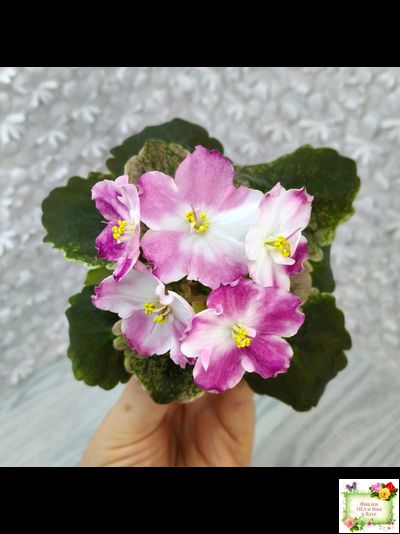 АВ-Птица Певчая (Фиалковод) 2022 г. (лист посажен 29.01.26)