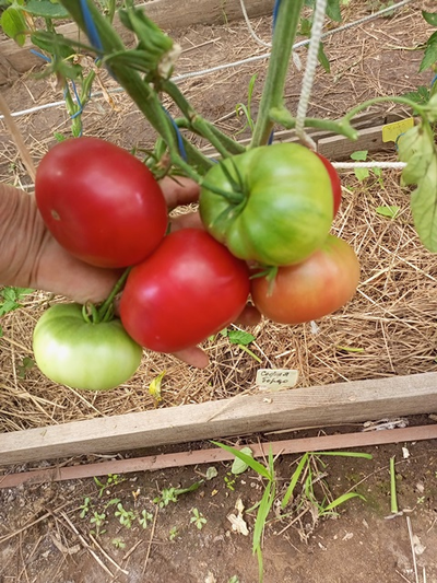 Томат София Бордо (Sofia Bordo)