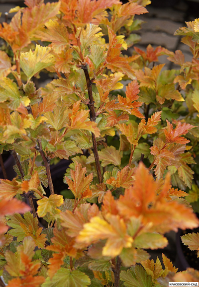 Пузыреплодник калинолистный Эмбер Джубиле купить в красовский-сад.рф в Москве