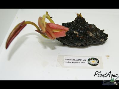 Нимфея Марлиаса Карнеа