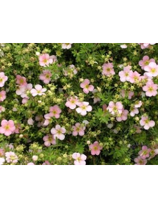 Лапчатка кустарниковая (Potentilla fruticosa Pink Whisper) с3 40-45см