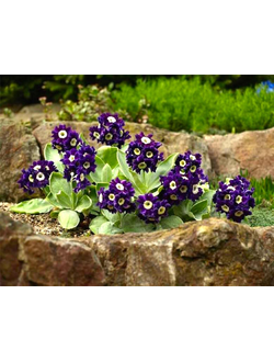 Примула (Первоцвет)