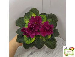 ЕК-Жара (Е. Коршунова) 2018 г.