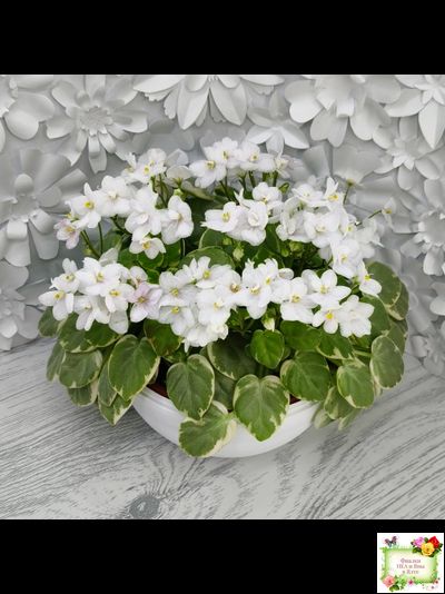 Ва-Банк (Л. Мещерякова) листовая химера (стартер сорт)