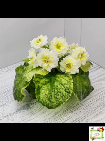 ЛЕ-Золото Нибелунгов Голд  (Е. Лебецкая) 2020 г. (лист укоренённый)