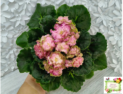 ЛЕ-Медуница (Е. Лебецкая) 2020 г. (сортовая омоложенная розетка)