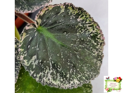 ЛЕ-Демо (Е. Лебецкая) 2014 г.