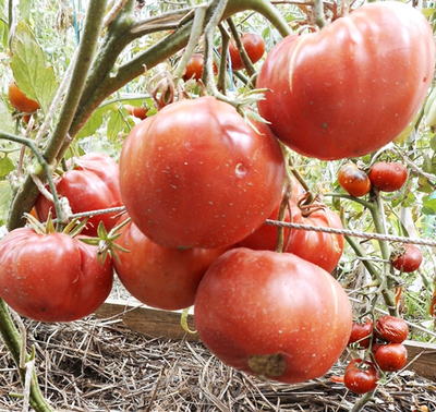 Томат Дакоста португальская (DaCosta's Portuguese)