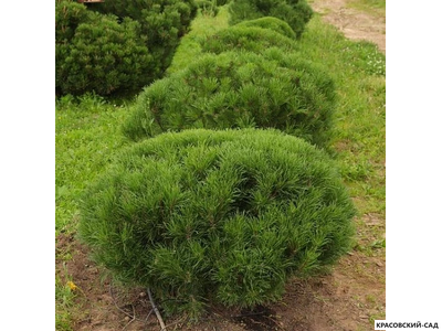 Ниваки - Бонсай садовый Сосна горная