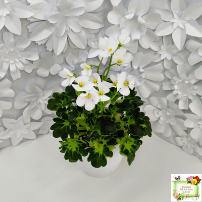 Lullaby (Arndt) (гёрл-лист)