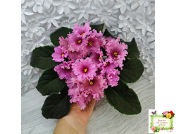 НК-Фанфан Тюльпан (Н.Козак) 2018 г. (лонг листва)