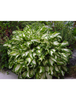 ХОСТА "Ундулата Медиовариегата"