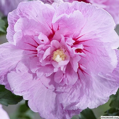 Гибискус Лавендер Шифон - Lavender Chiffon