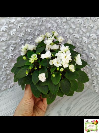 ЛЕ-Жемчужинка (Е. Лебецкая) 2018 г. трейлер