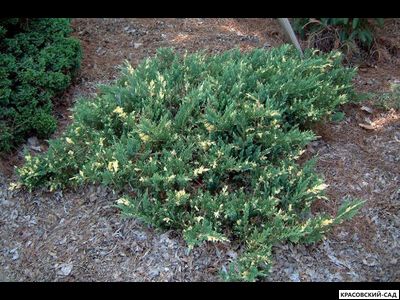 Можжевельник Экспанза Варигата - Expansa Variegata