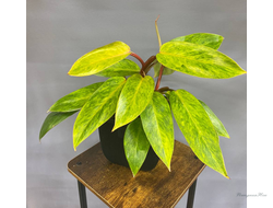 Филодендрон "Медуза" в горшке