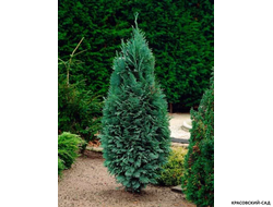 Кипарисовик Элвуди - Chamaecyparis Ellwoodii