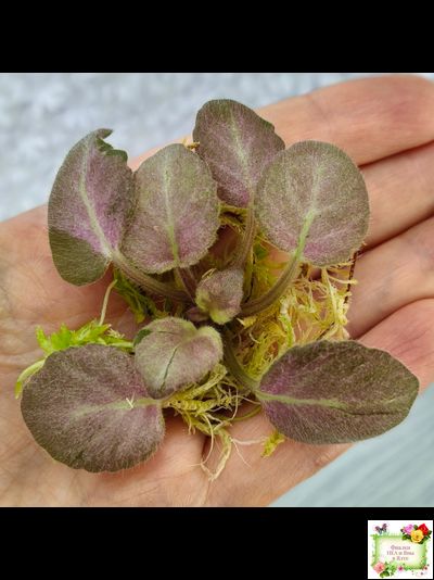 ОЗ-Viola-Tesoro (О. Завадська) листовая химера