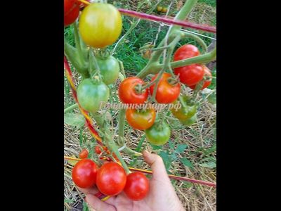 Томат Bajawa (Баджава, Индонезия)