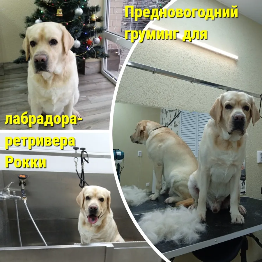 Лабрадор РОККИ