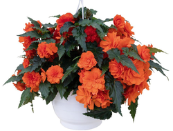 БЕГОНИЯ В КАШПО 4 ЛИТРА