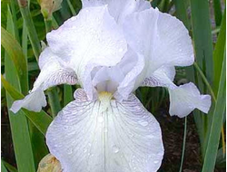 Ирис германский English Cottage, C2