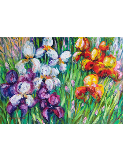 Июньские ирисы