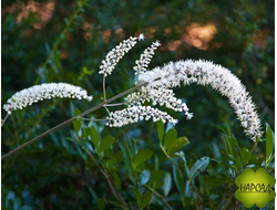 ЦИМИЦИФУГА (КЛОПОГОН) "Причардс Джиант"
