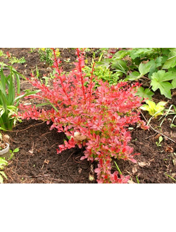 Барбарис Тунберга Orange Carpet