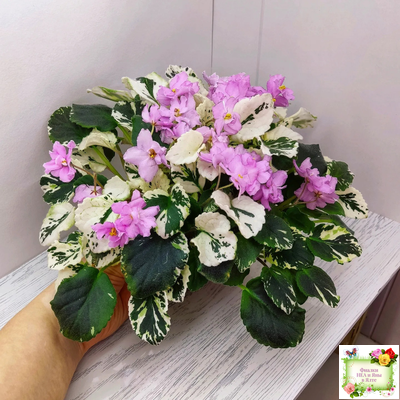 Cherokee Trail (L. Ray) трейлер (пасынок сорт посажен 06.10.25)