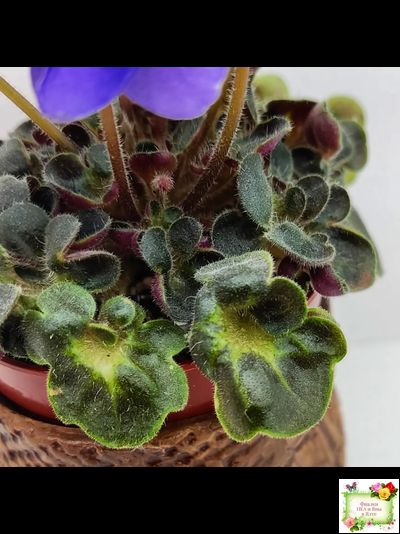 Mac&#039;s Pizza Pizzicato (G. McDonald) 01/31/2008 (гёрл-лист)