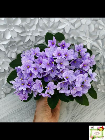 ГЕА-Весёлый Клоун (Е. Галицкая) 2024 г. трейлер (пасынок посажен 20.01.26)