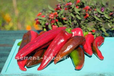 Перец сладкий The Godfather (Крестный Отец), 10 шт