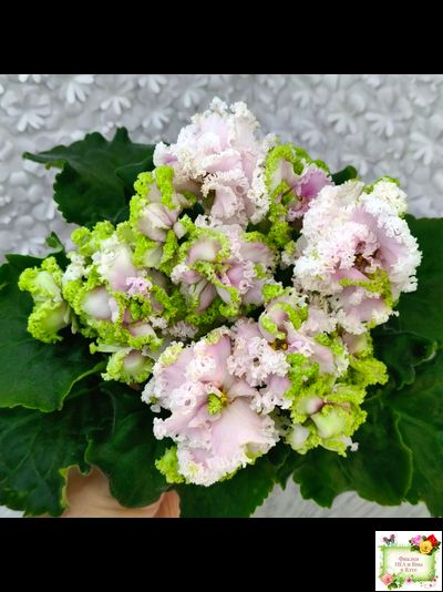 ЛЕ-Денди (Е. Лебецкая) 2011 г.