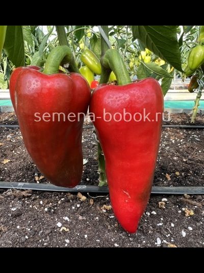 Перец сладкий Юбилейный Семко F1, 10 шт.
