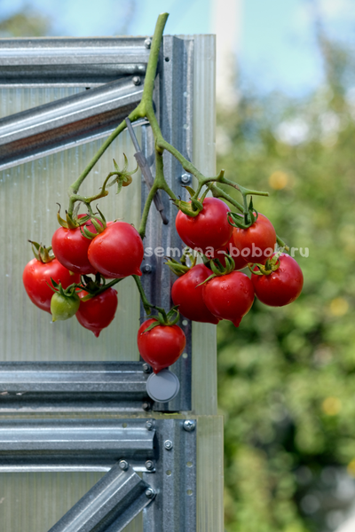 Томат Гибрид Тарасенко, 10 шт