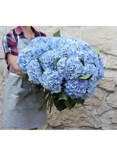 15 бело-розовых гортензий