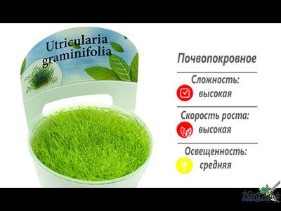 Утрикулярия граминифолия (меристемная)