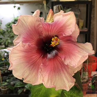 Гибискус Grape cola