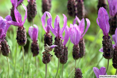 Лаванда Виктори - Victory