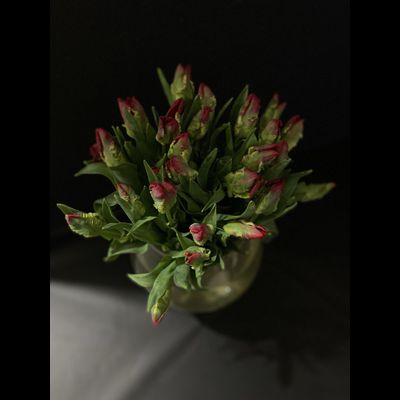 Тюльпаны  25 шт