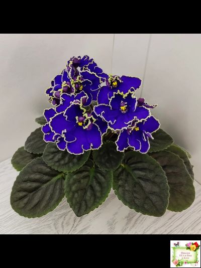 ЛЕ-Прекрасная Креолка (Е. Лебецкая) 2009 г