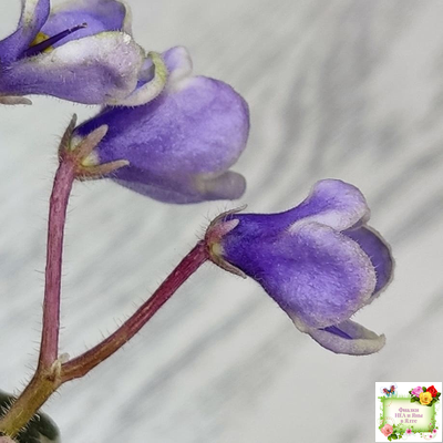 Н-Лесной Родник (Н. Бердникова) 2015 (детка-стартер)