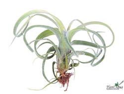 Тилландсия Curly slim