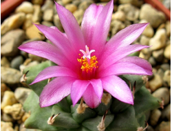 Turbinicarpus alonsoi - 5 семян