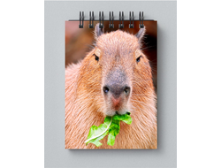 Блокнот Капибара, Kapibara-san №21