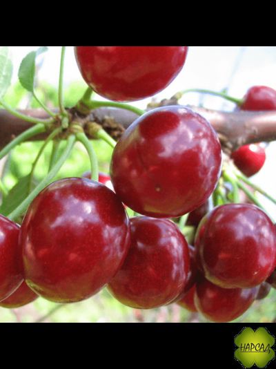 Дюк "ФАКЕЛ" (среднеспелый, сочный, саженец 3 года)