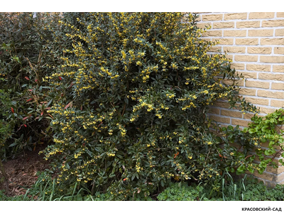 Барбарис Юлиана - julianae