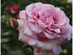 Мемориал дей (Memorial Day, Parfum de Liberte) , Ч/Г.Tom Carruth