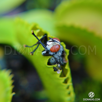 Dionaea muscipula Dracula